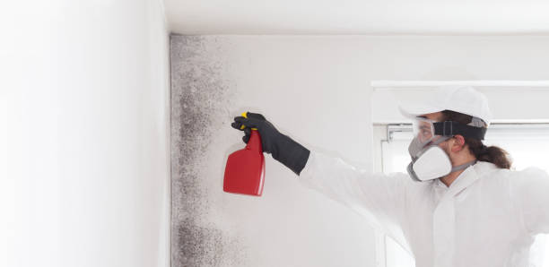 Best Mold Removal Process  in Leilani Estates, HI