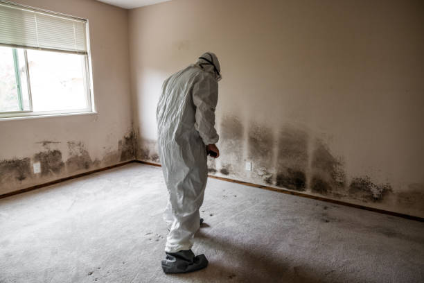 Best Residential Mold Removal  in Leilani Estates, HI