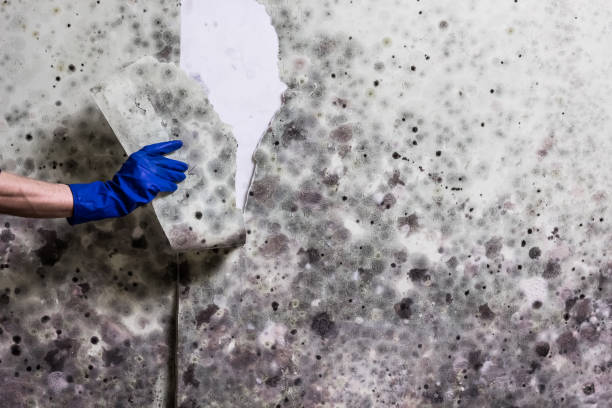 Best Same-Day Mold Removal  in Leilani Estates, HI